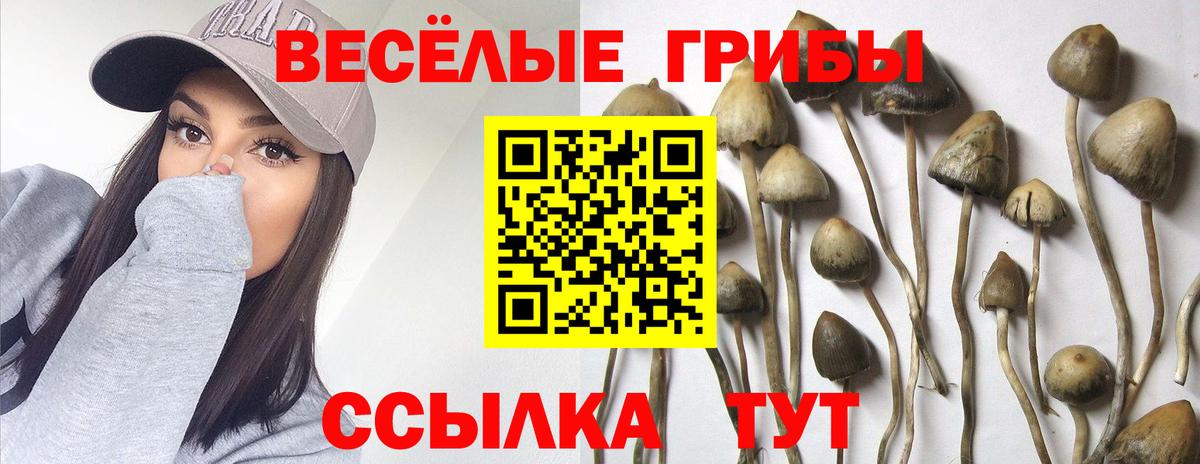 Богданович  Галлюциногенные грибы Cubensis  Вход с VPN 